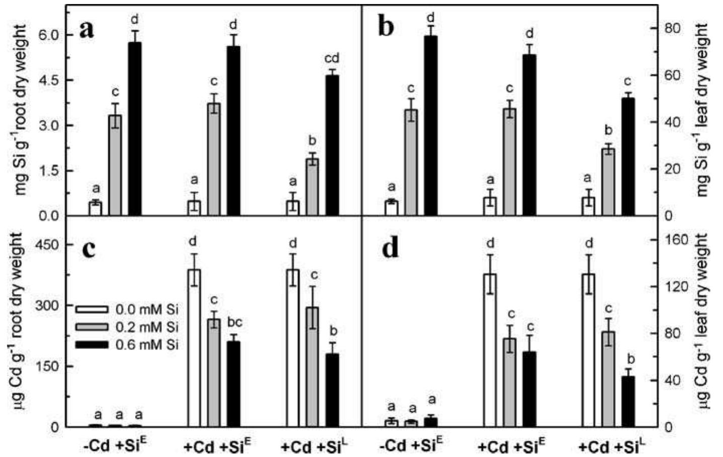 (PDF) Effects of silicon nutrition on cadmium uptake, growth and ...