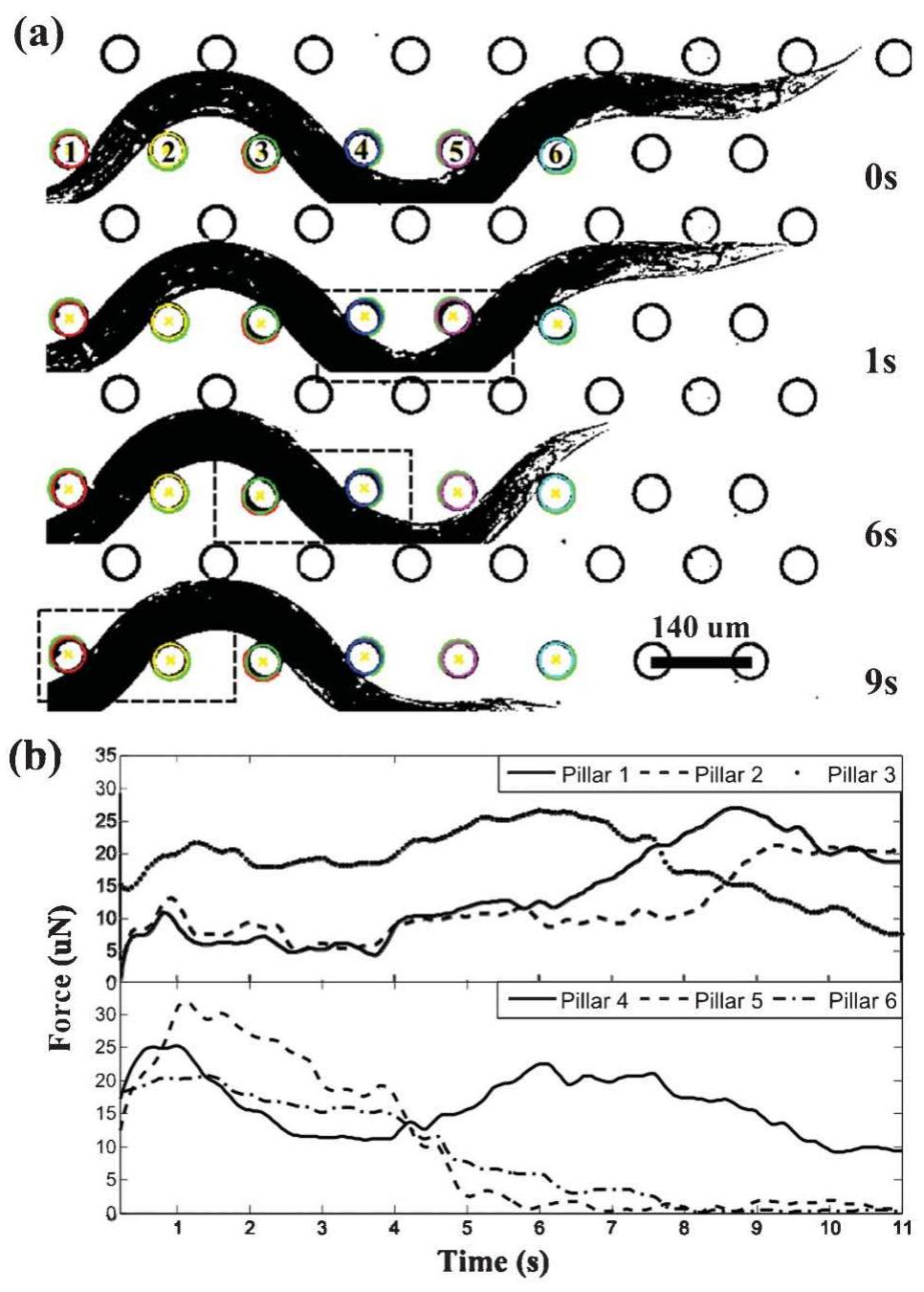 (a) image sequence of c. elegans motion in hc design with a