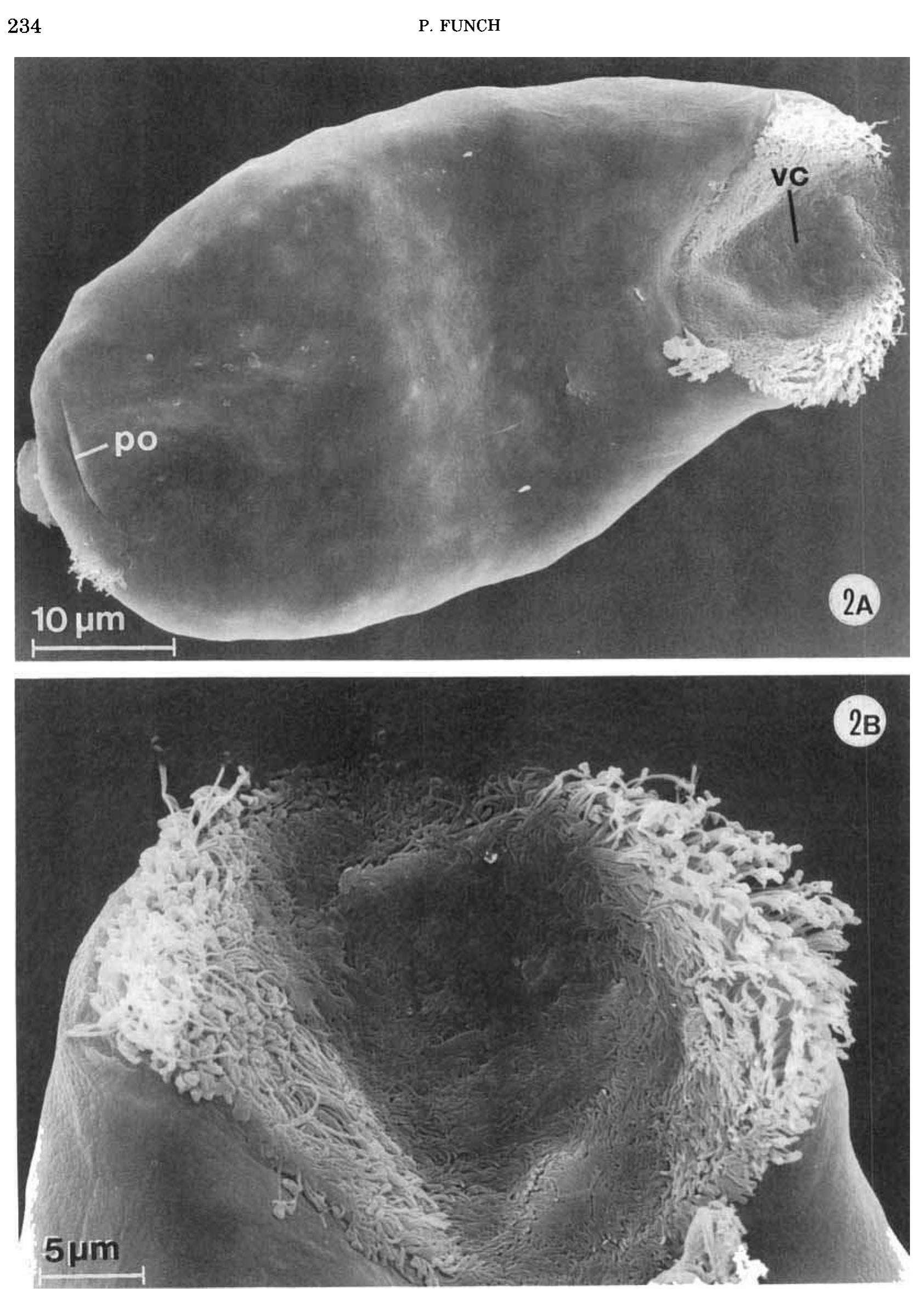 Figure 3 - from The chordoid larva ofSymbion pandora
