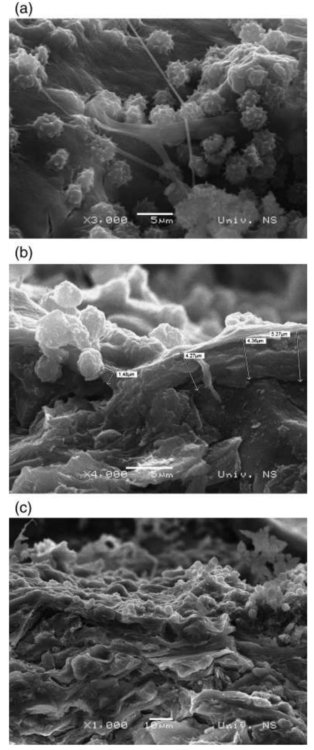 (PDF) Microbial Deterioration of Clay Roofing Tiles as a Function of ...