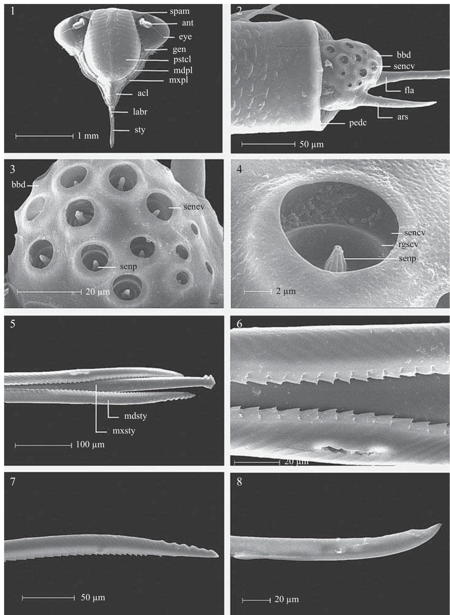 Stylet Insect Part S. 17-24. male genitalia. 17. pygofer, lateral view.