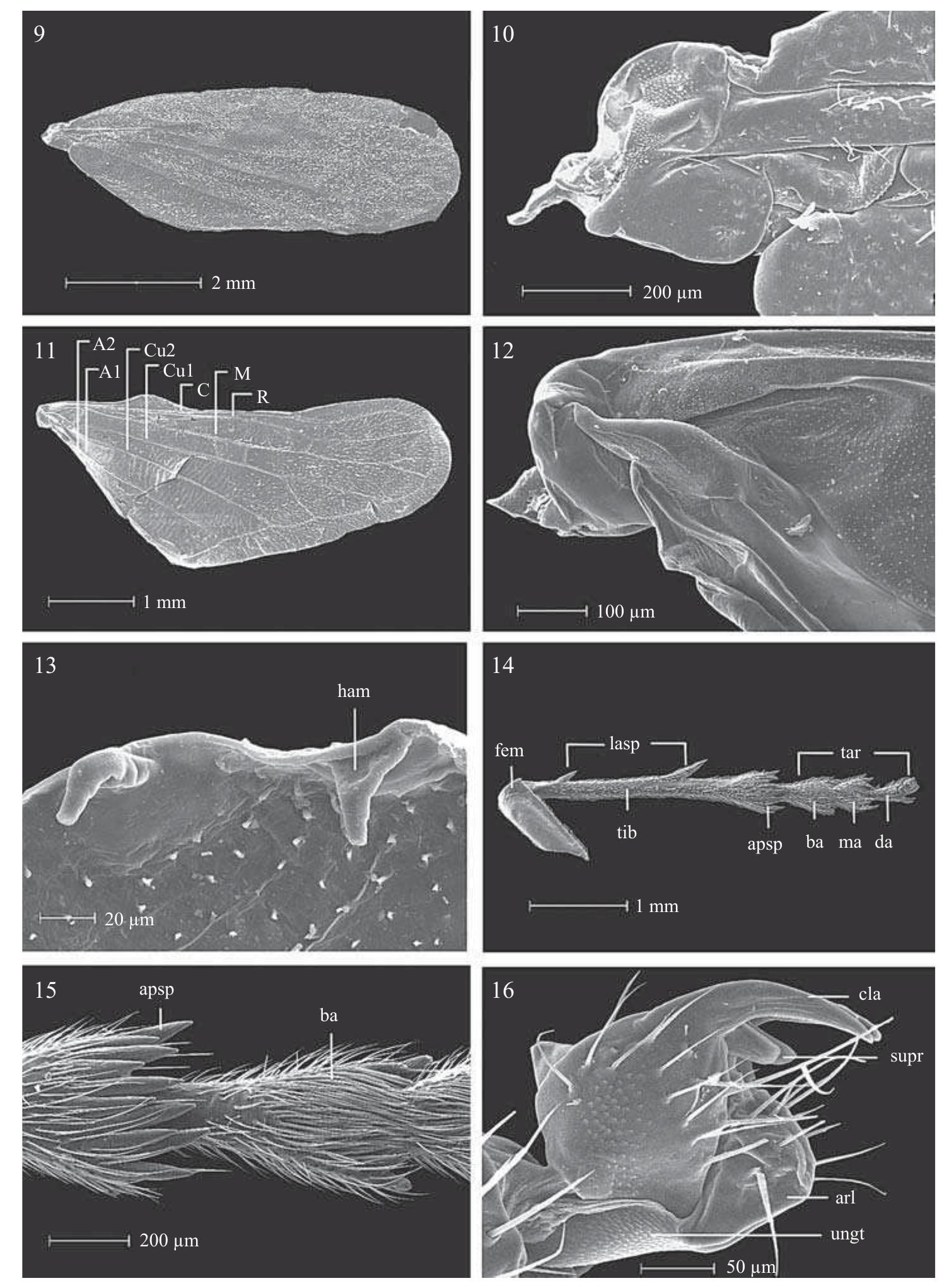 S. 17-24. male genitalia. 17. pygofer, lateral view.