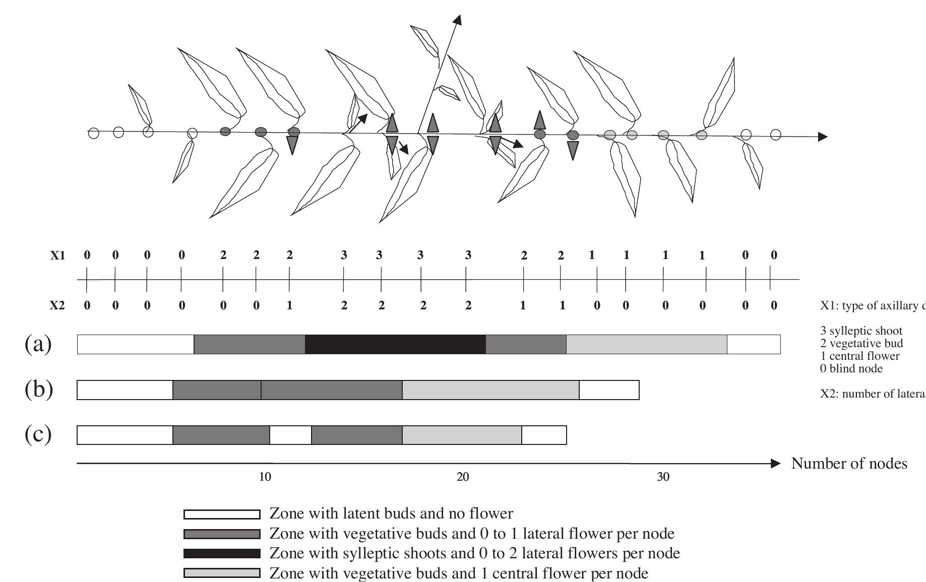 11. branching patterns of (a) long, (b) medium, and (c)
