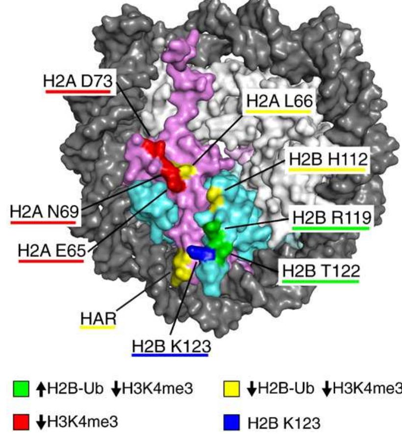 Location of yeast (saccharomyces cerevisiae) histone h2a and