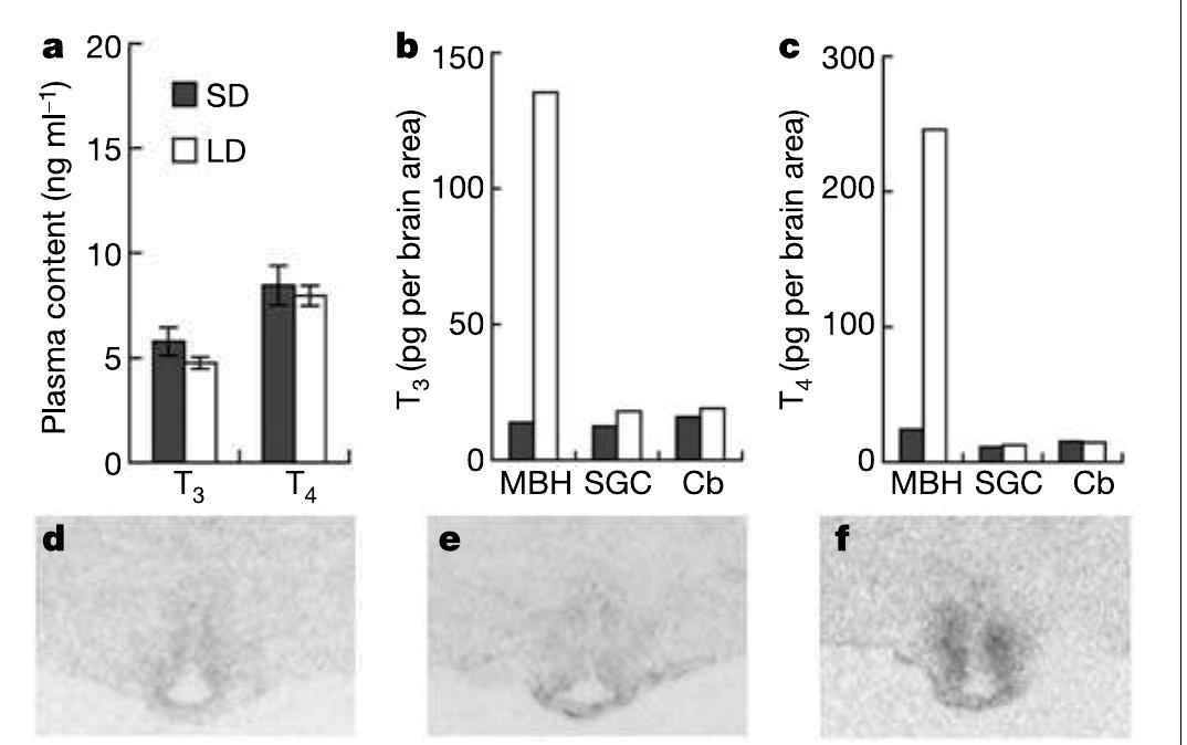 T3 Distribution Rash Figure 2 - from Light-induced hormone conversion of T4 to T3