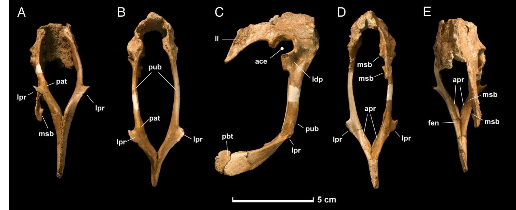 カーペンター
γ90
ストライクイーグル150 PDF) A microraptorine (Dinosauria–Dromaeosauridae) from the