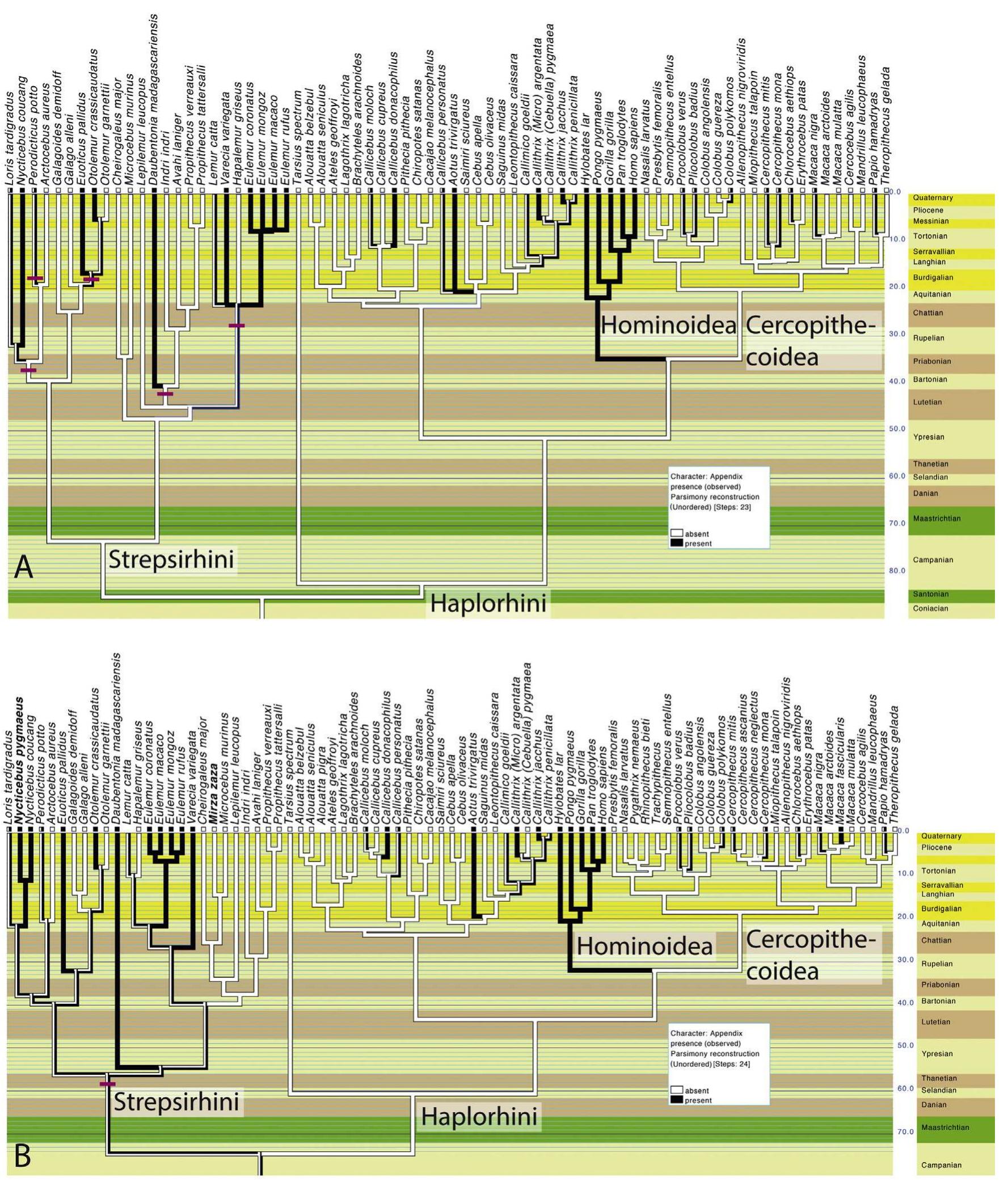 ig. 3. Evolution of the cecal appendix in primates, according to two reference trees. A. Reference tree of 74 primate species used by Smith et al. (2 eference tree of 83 primate species used in this study. Note that the tree above (A) implies at least five appearances (pink horizontal bar) of the a n strepsirhines, at least under some resolutions of the polytomies. The updated tree (below, part B) implies at least one appearance of the append: ame clade. In part B, we added, among strepsirhines, Nycticebus pygmaeus and Mirza zaza (set in bold type). Note that, in both cases, the actual nu ppearances may be greater (up to eight in both cases). Appendix distribution in haplorhines is shown to better document the polarity of the ch ains of the cecal appendix are not marked by a horizontal line in this clade, to avoid excessive detail. This figure is a slightly edited output from M he geological timescale has been added in Mesquite (Maddison and Maddison, 2014) with the Stratigraphic Tools (Josse et al., 2006).  ig. 3. Evolution de l’appendice du caecum chez les primates, selon deux arbres de référence. A. Arbre de référence de 74 espéces de primate ar Smith et al. (2013). B. Arbre de référence de 83 espéces de primates utilisé dans cette étude. Notez que l’arbre du haut (A) implique au mo pparitions (barres roses horizontales) de l'appendice chez les strepsirhiniens, au moins selon certaines résolutions des polytomies. L’arbre mis a. lessous, partie B) implique au moins une apparition de l’appendice dans ce clade. Dans la partie B, nous avons ajouté, parmi les strepsirhiniens, Ny ygmaeus et Mirza zaza (en caractéres gras). Notez que, dans les deux cas, le nombre d’apparitions réel peut étre supérieur (jusqu’a huit, dans les de a distribution de l’appendice chez les haplorhines est montrée pour mieux documenter la polarité de ce caractére ; les apparitions de l’appendice as indiquées dans ce clade pour éviter un encombrement excessif. Cette illustration est une version légérement adaptée d’un arbre exporté de M Maddison et Maddison, 2014) avec les Stratigraphic Tools (Josse et al., 2006). 