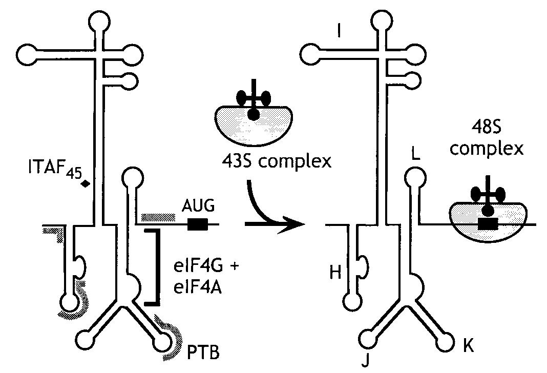 (PDF) Molecular mechanisms of translation initiation in eukaryotes