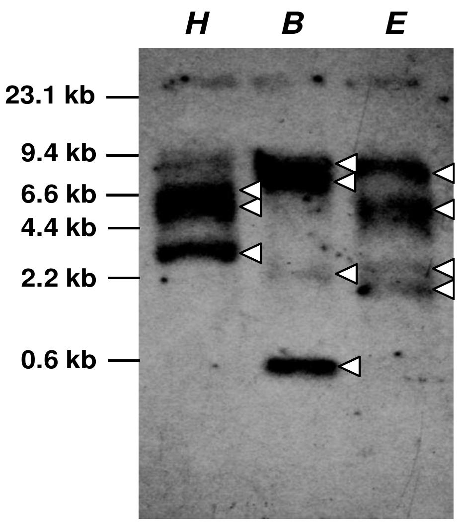 (PDF) Cloning and Characterization of Chalcone Synthase Gene from ...