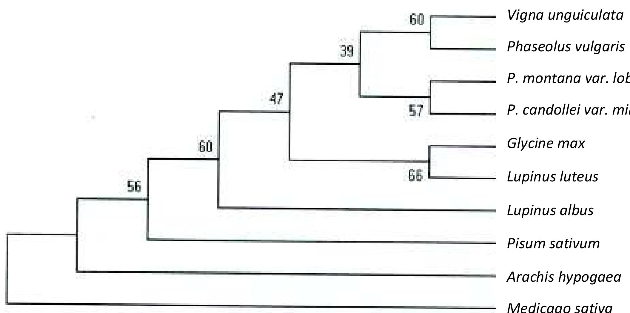 (PDF) Cloning and Characterization of Chalcone Synthase Gene from ...