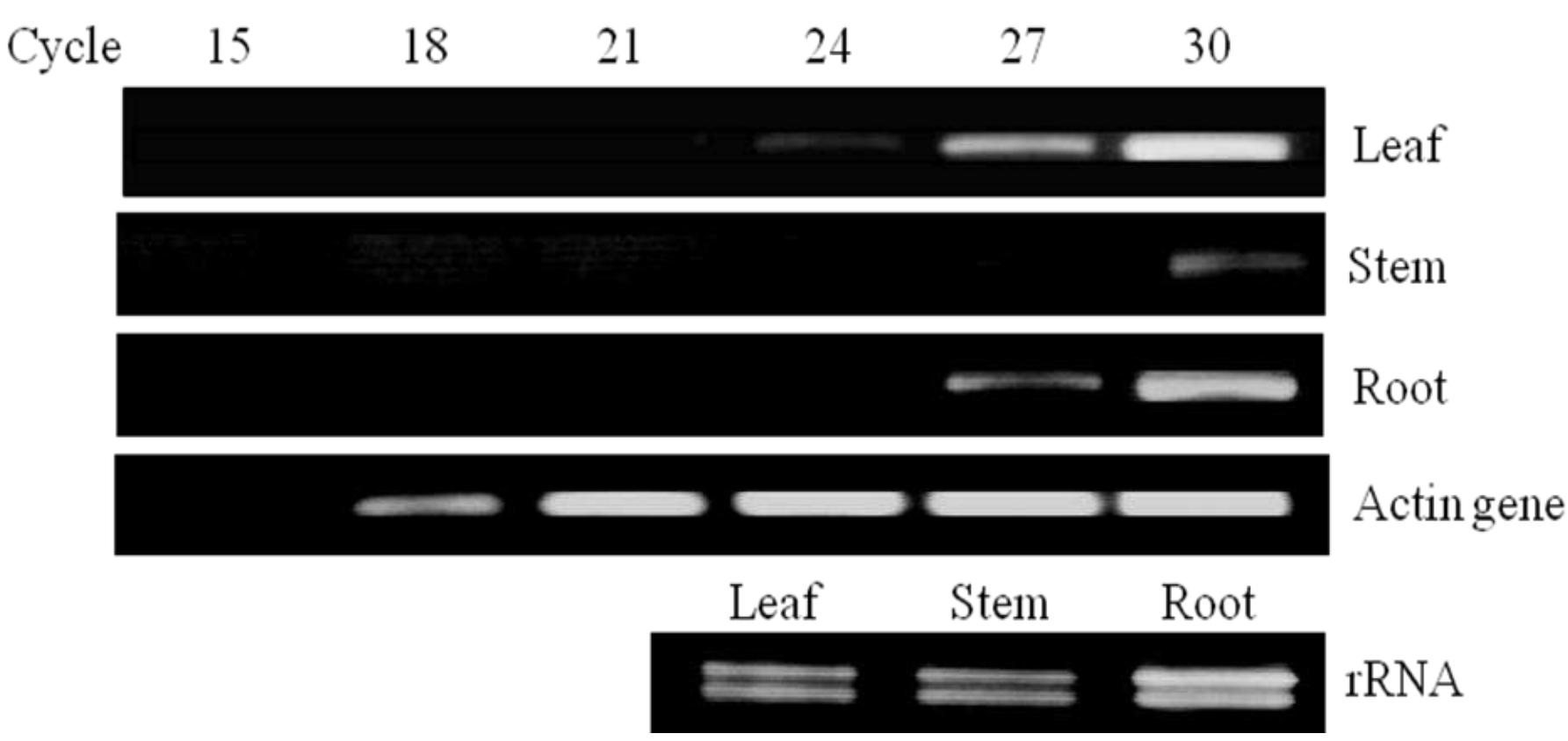 (PDF) Cloning and Characterization of Chalcone Synthase Gene from ...
