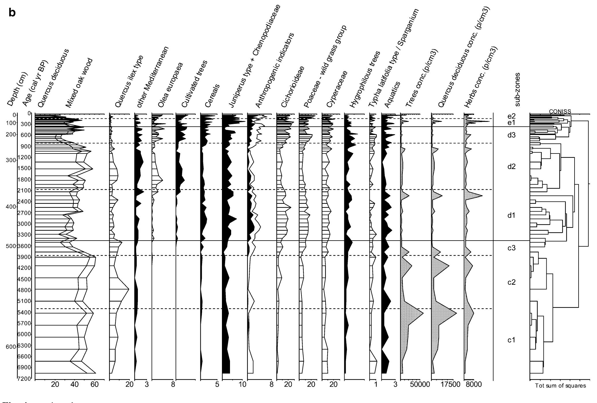 The chronology of the archaeological phases is shown in years before present (B.P.) for uniformity. The dates do not cover exactly the time span of each zone, and can overlap because the radiocarbon dates usually have wider age ranges than the actual chronology of the archaeological layers. The pollen percentages are mean values per zone calculated from the pollen sum in this paper and can therefore slightly differ from those previously published.   ~ These last three hundred years saw a further reduction of woodland and expansion of dry shrubby and grassland  Sub-zone IITe (132-134 cm; around 348-358 cal. B.P.). The first record of Zea mays marks the bottom of this zone. Trees decrease with oscillations (46%); Picea and Betula are lower (0.7%). The mixed oak wood has a further decrease to 35%: Acer (0.2%) becomes sporadic, Tilia is absent. Quercus ilex type (1%) has a further reduction while other Mediterranean trees increase (3%). Juniperus type (5%) increases as well as cereals (2%). Urtica dioica type (0.8%) has its highest and continuous curve. 