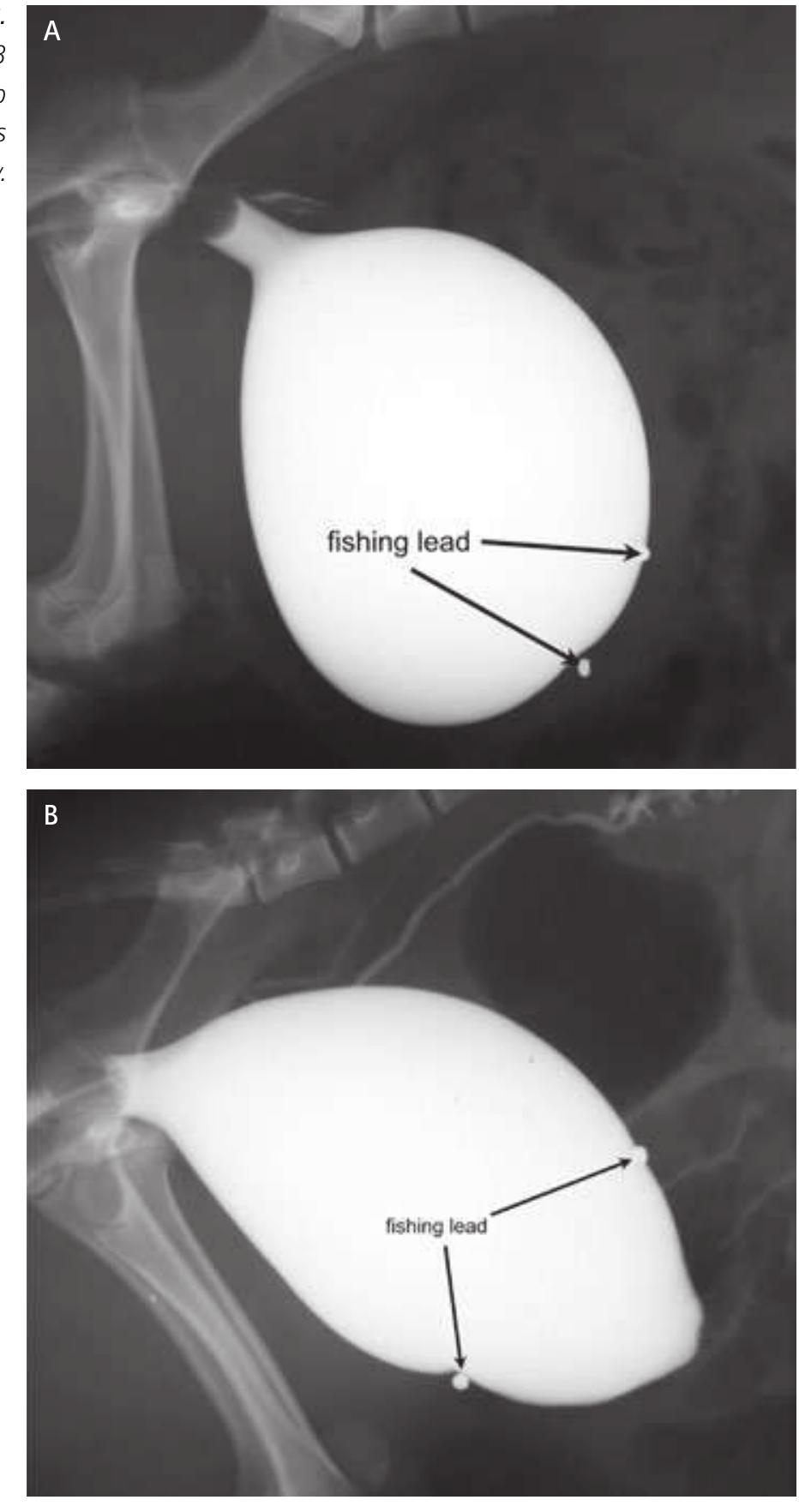(PDF) Bladder wall replacement by tissue engineering and autologous ...