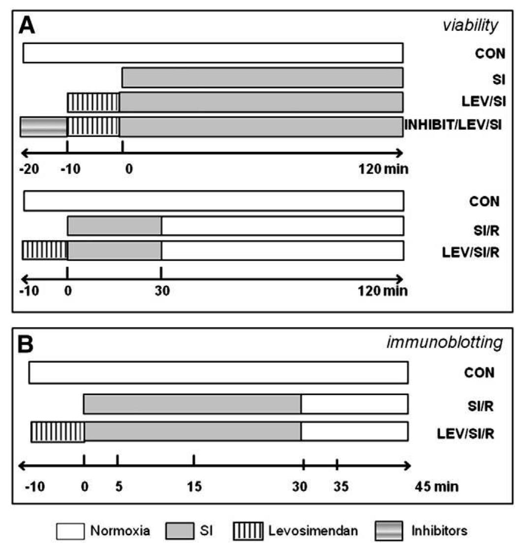 Lev Protocol Songraph (PDF) Multiple signalling pathways underlie the protective effect of ...