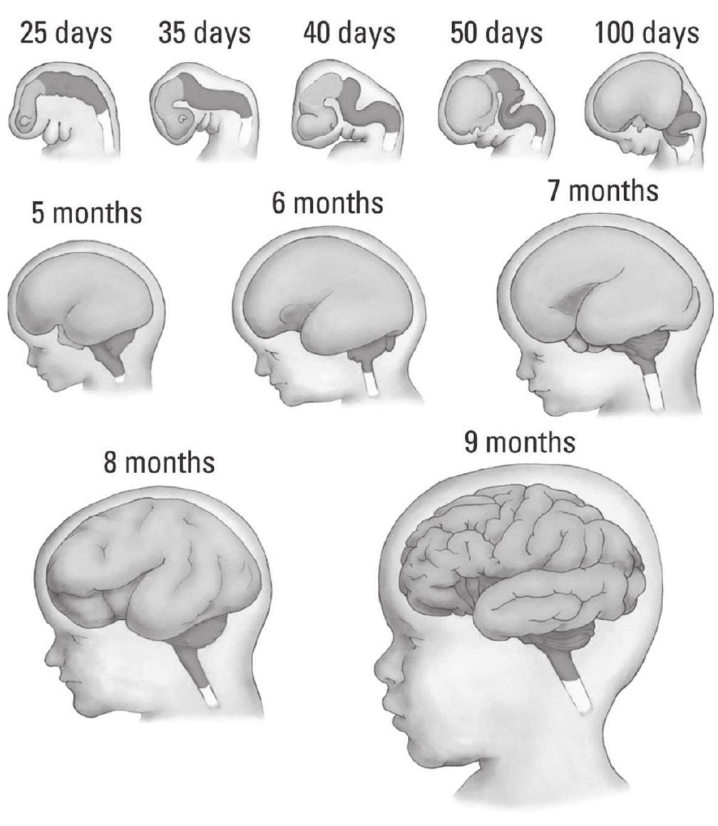 FIGURE 2. Prenatal development of the human brain showing a series of embryonic and fetal stages. (Adapted from Cowan, 1979.)  is composed of four embryonic regions: the ventricular, marginal, intermediate, and sub- ventrical zones (as illustrated in Figure 3). These zones are transient features uniquely related to early development for each either disappears or  Sidman and Rakic (1973) combined the extensive studies of Poliakov (1949, 1961, 1965)  with their own observations to produce a 