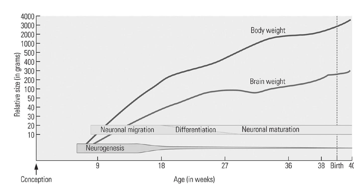 FIGURE 1. Stages of brain development. 