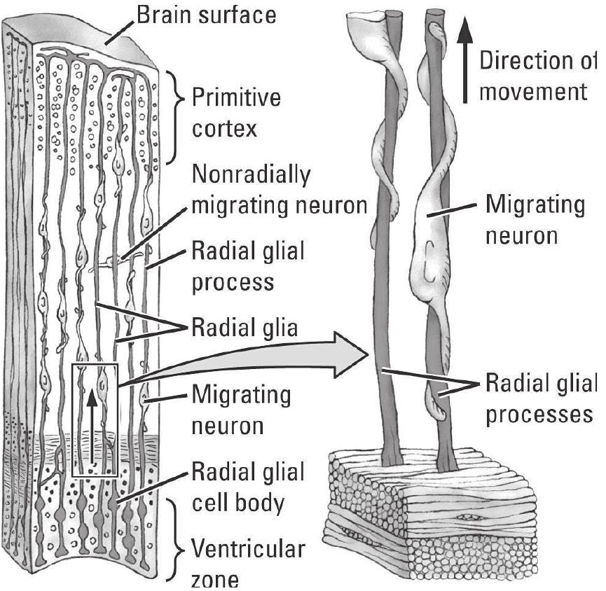 FIGURE 3. Schematic representations of the pattern of neu- ral migration along the radial glial cells (after Rakic, 1981). Migrating neurons leave the ventricular and subventricular zones and travel to more superficial layers. En route they pass through the deeper neurons, which are already in place. 