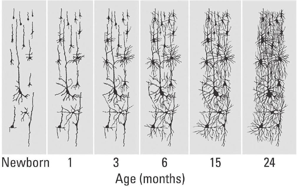 FIGURE 4. Postnatal development of human cerebral cortex around Broca’s area as taken from camera lucida drawings of Golgi-Cox preparations (from Conel, 1939-1967) 