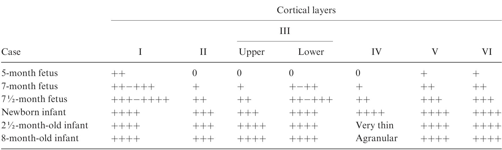 “From Marin-Padilla (1970) b Key: 0, unrecognizable; +, immature; ++, developing; +++, established; ++++, fully developed  TABLE 1. Sequential Lamination of the Human Motor Cortex in Ontogenesis“” 