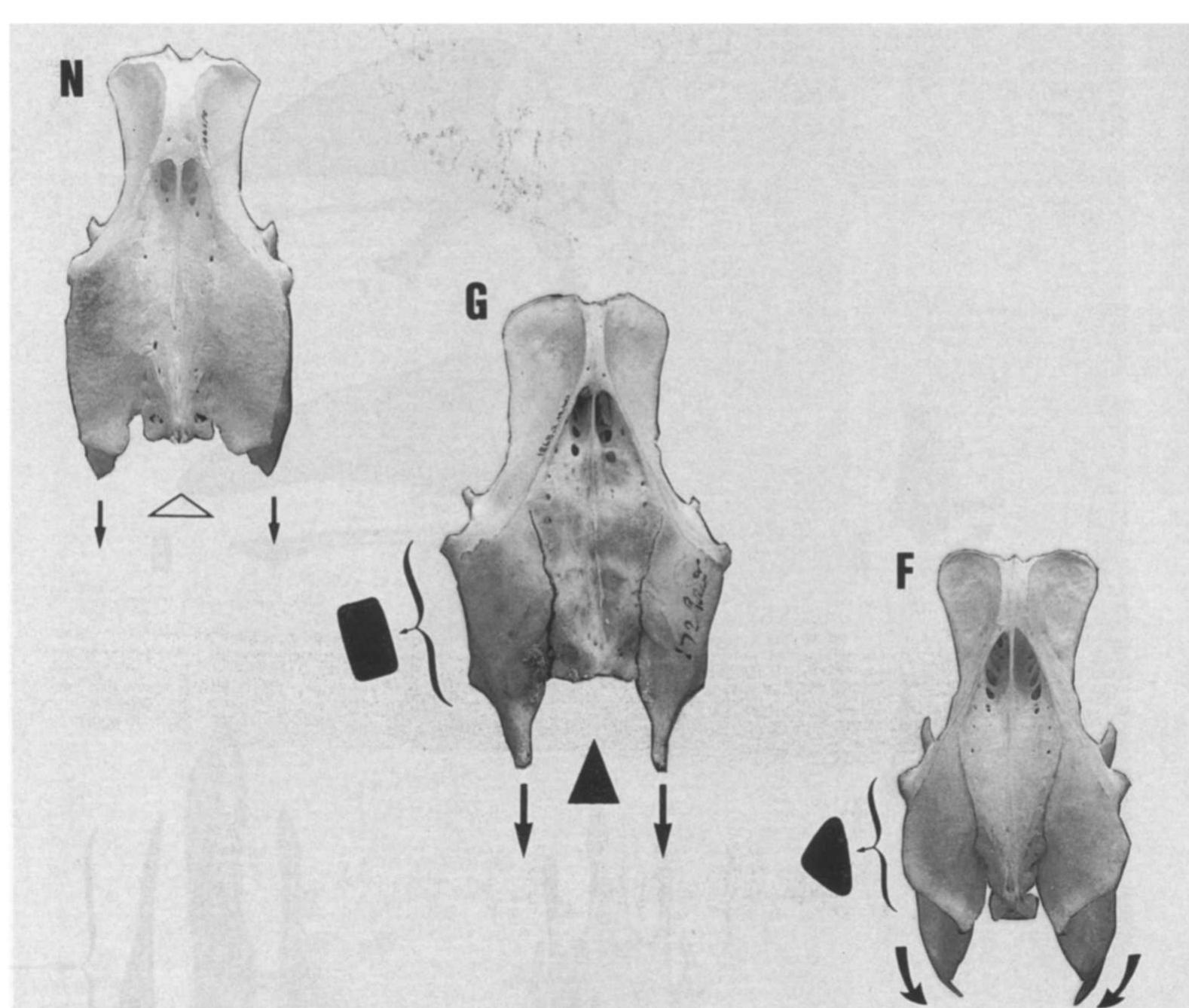 (PDF) The domestic chicken (Gallus gallus) in sub-Saharan Africa: A ...
