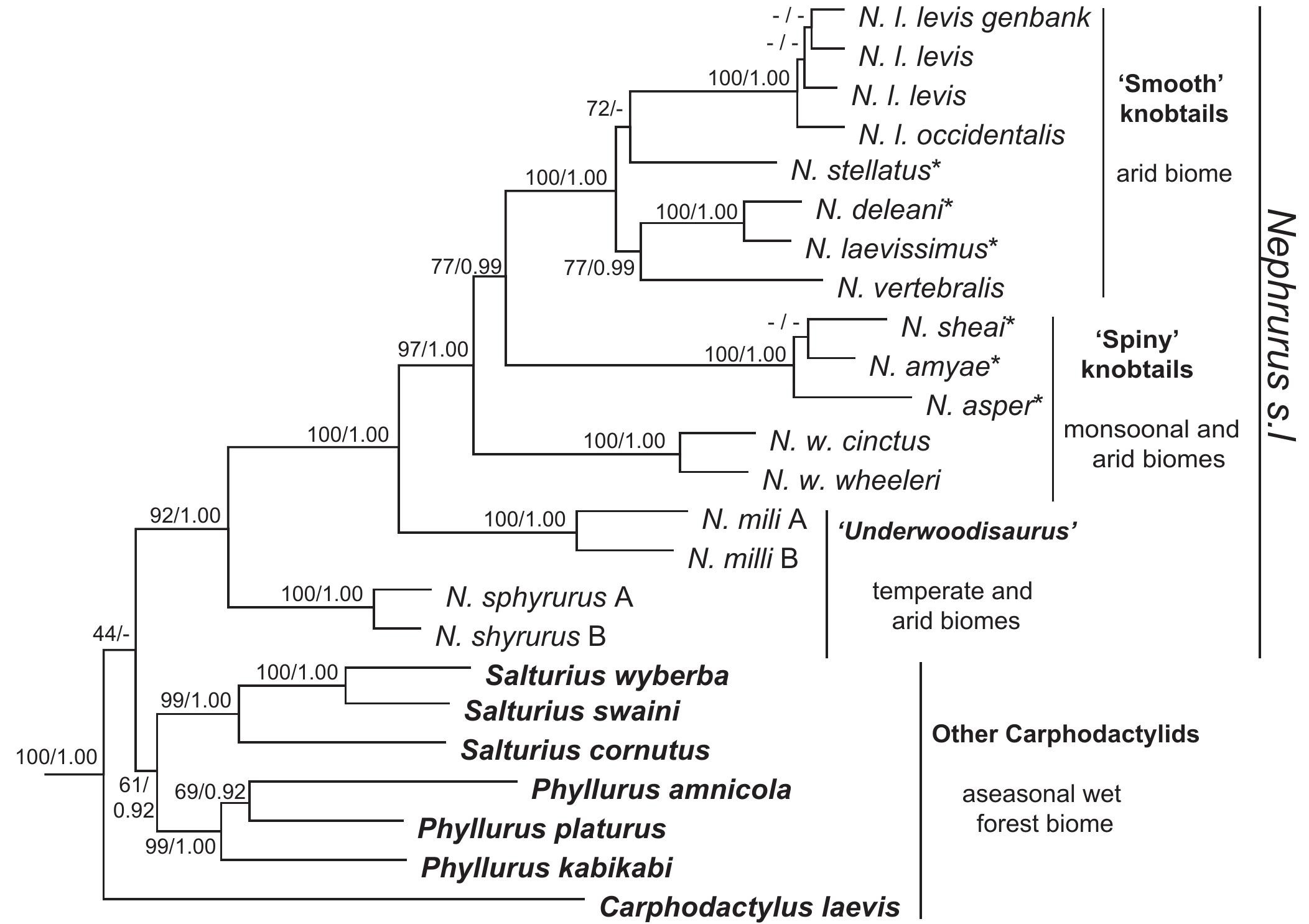 (PDF) Systematics and evolution of the Australian knob-tail geckos ...
