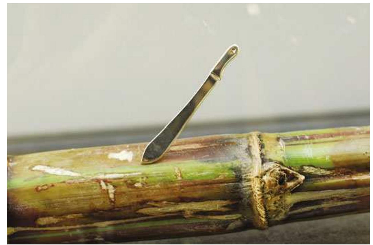 1 “cutlass” and cane, andil gosine