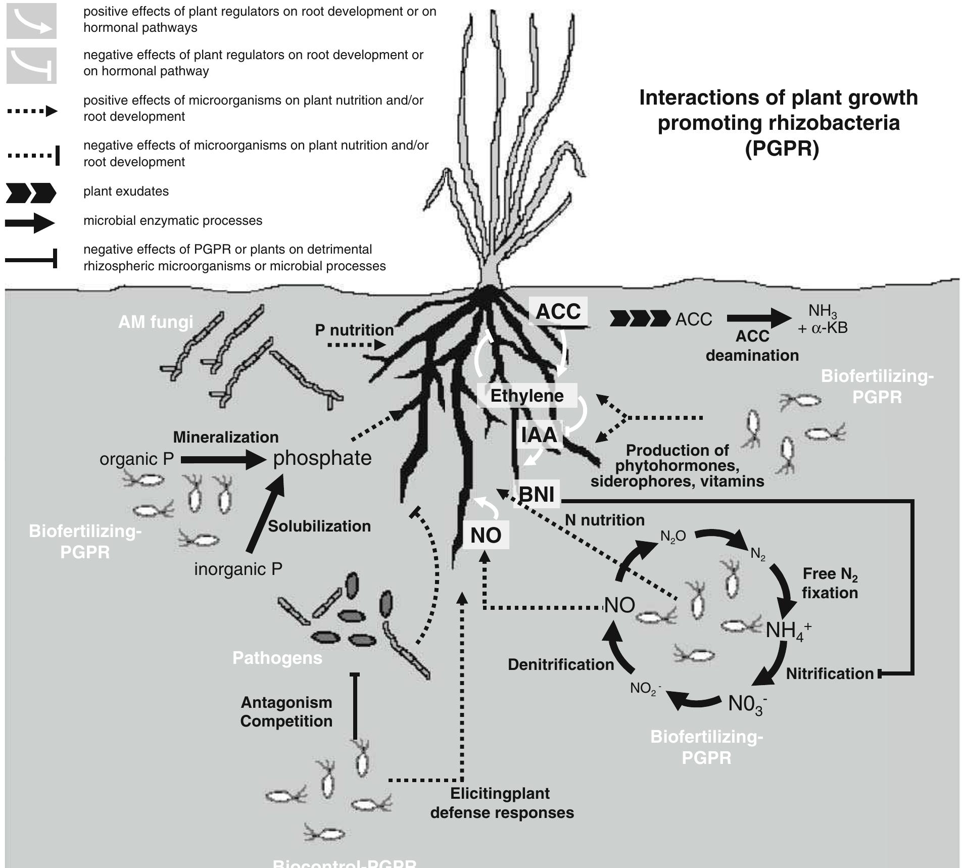 (PDF) Acquisition of phosphorus and nitrogen in the rhizosphere and ...
