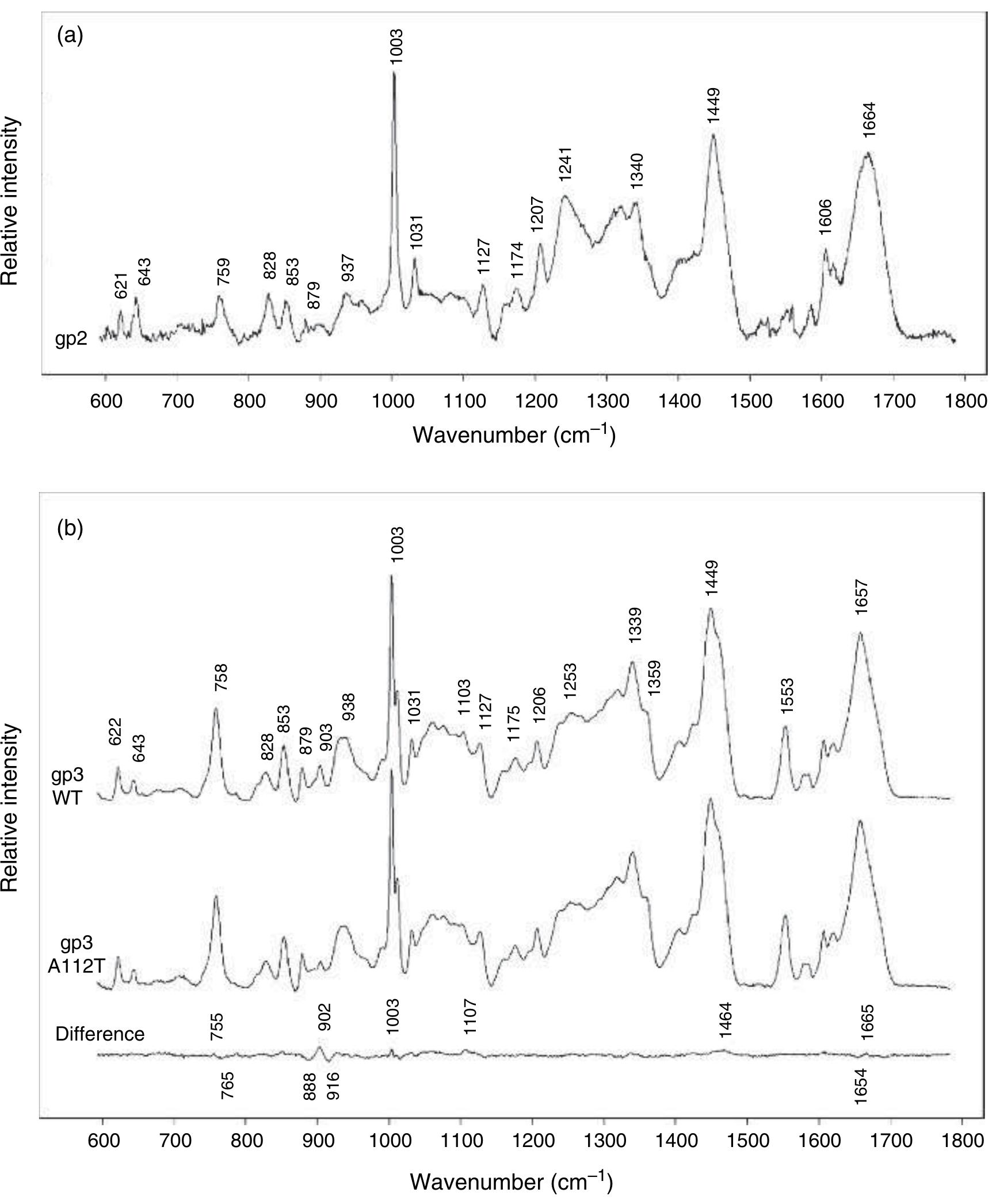 Raman spectra of cysteine sh bands in wild-type and