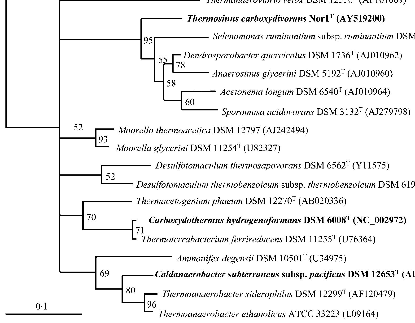 Unrooted phylogenetic tree showing the position of strain