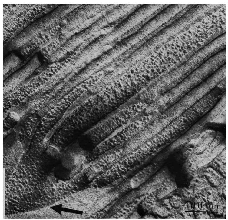 Photoreceptive Rhabdom Figure 4 - from Compound eyes of insects and crustaceans:
