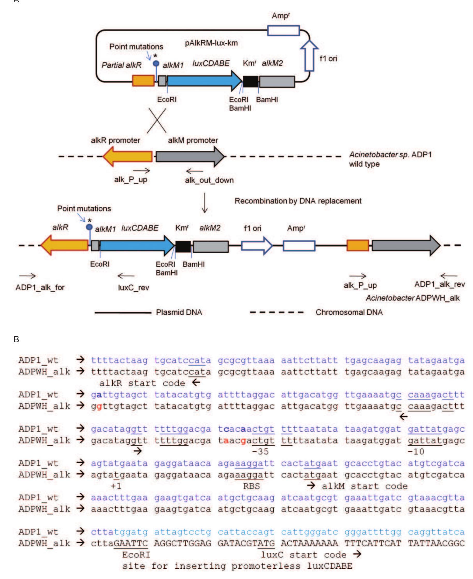 A. schematic outline of construction of alkane bioreporter