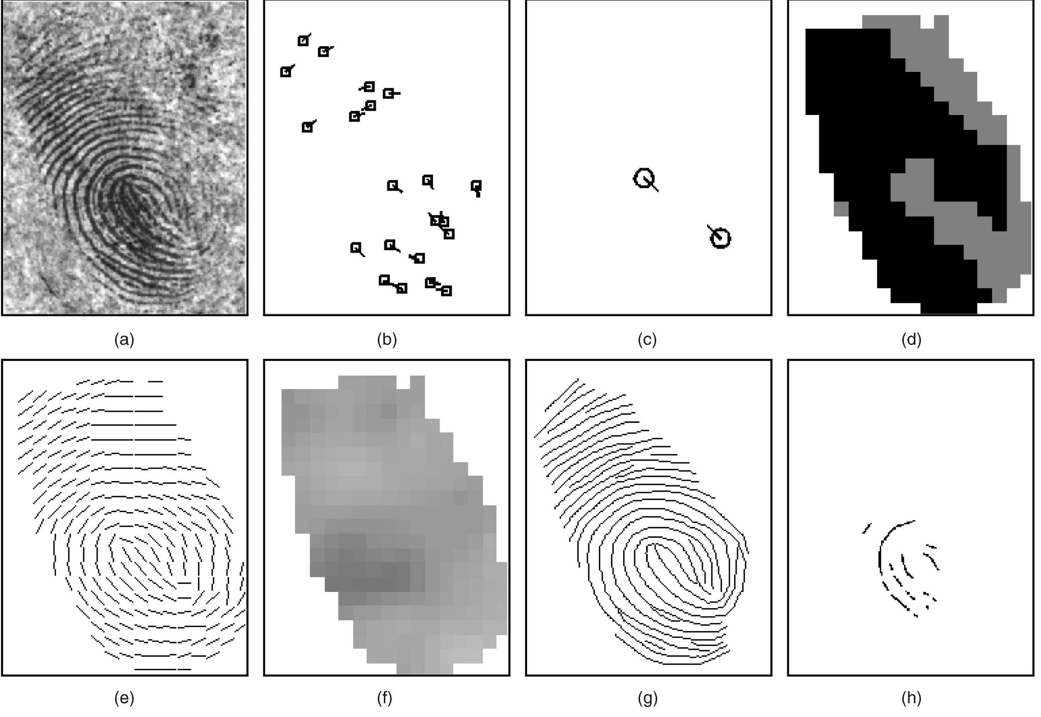 Incipient Rdige Figure 2 - from A Review of Fingerprint Feature