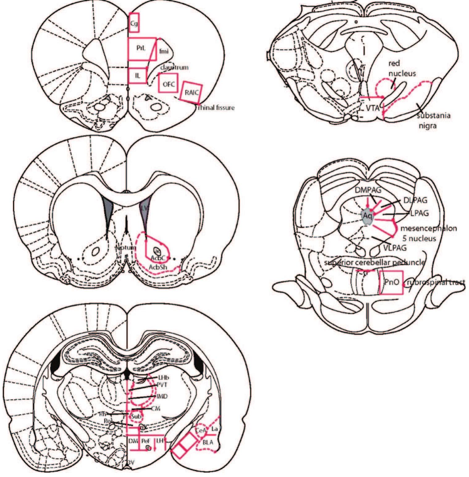 (PDF) The role of prefrontal cortex in predictive fear learning.