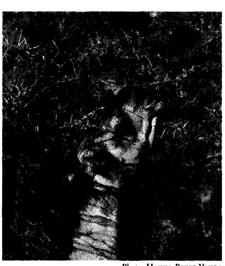 Fig. 2: Camel feeding on Acacia nilotica (L.) with thorns 7.5cm in ength, Eastern Province of Kenya 