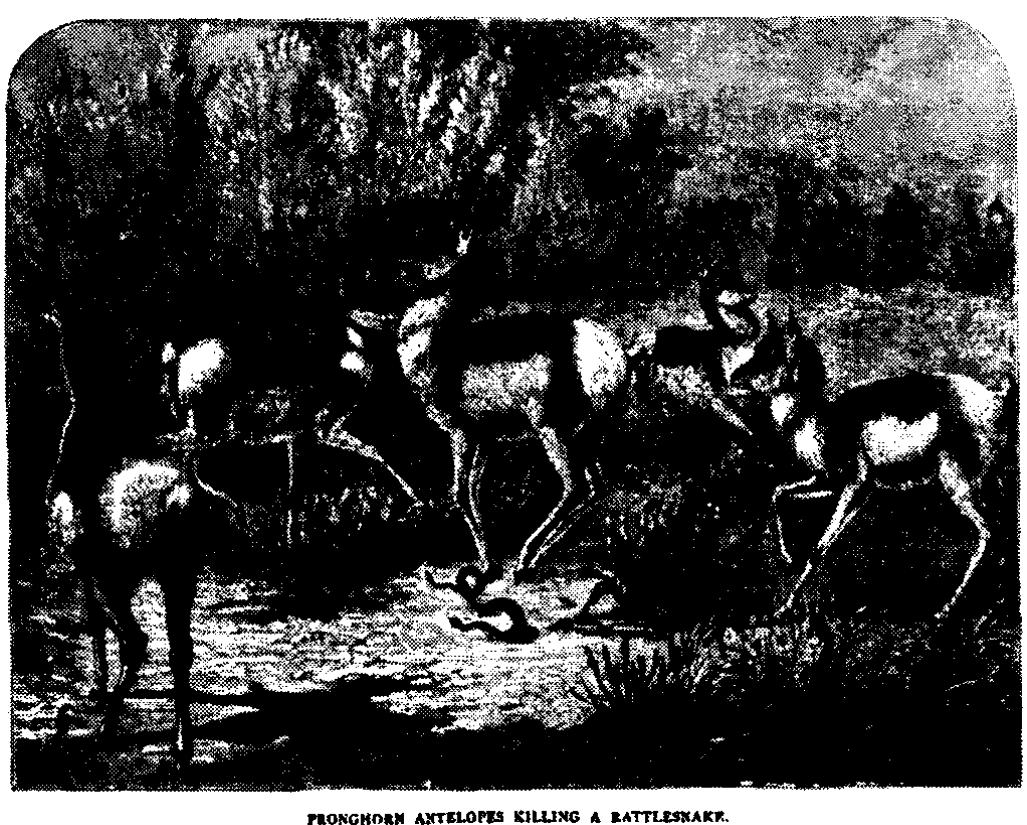 Fig. 4: Antelope killing a rattlesnake  Fig. 5: Pronghorn Antelopes killing a rattlesnake 
