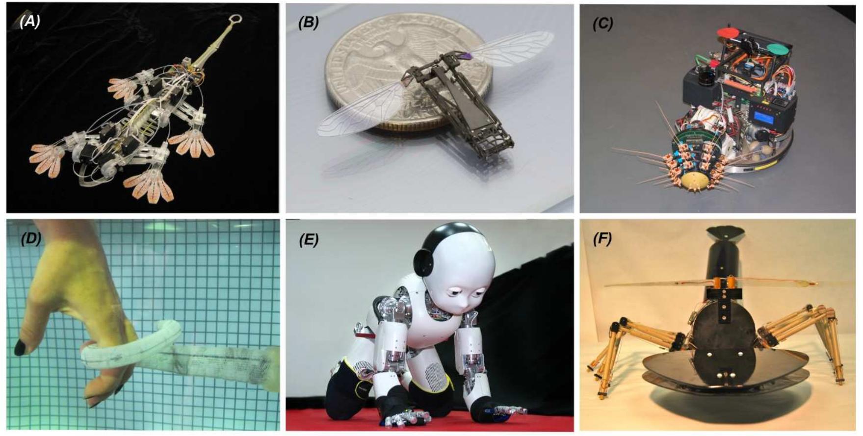 Stickybot Examples of biomimetic robots. (a) stickybot: gecko-inspired