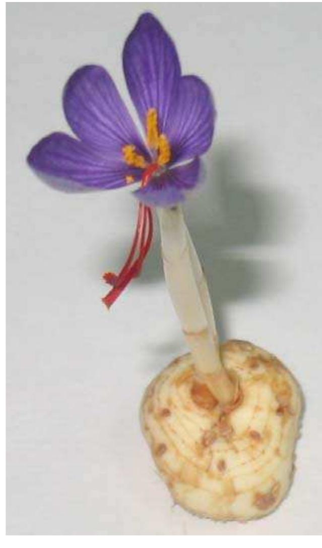 PDF) Saffron