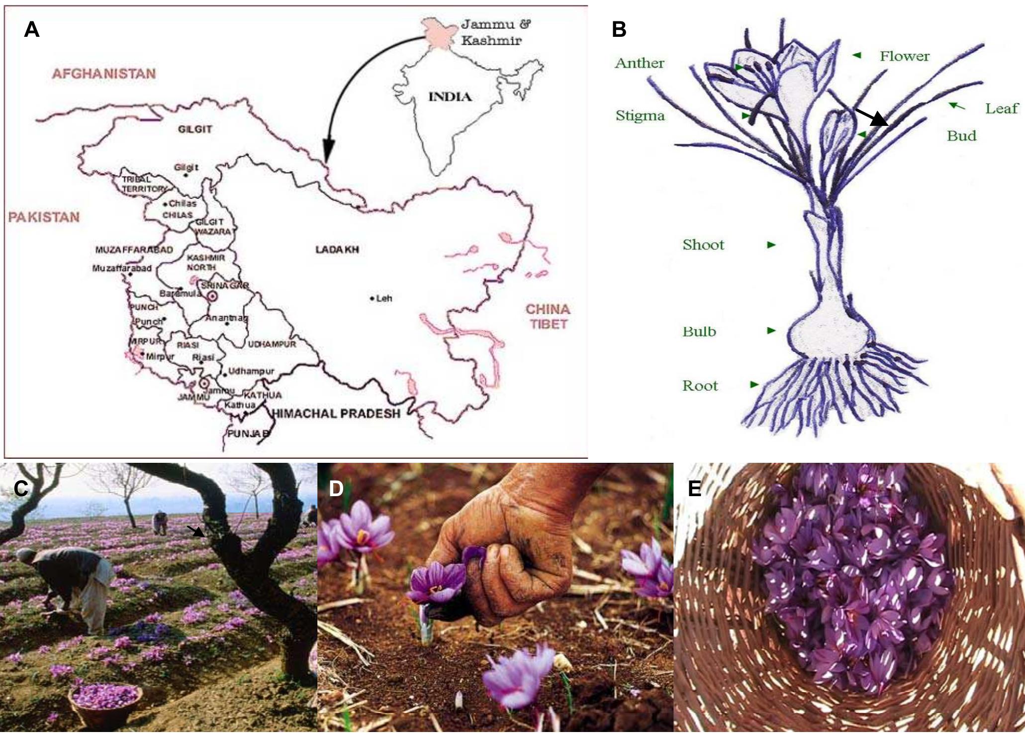 PDF) Saffron