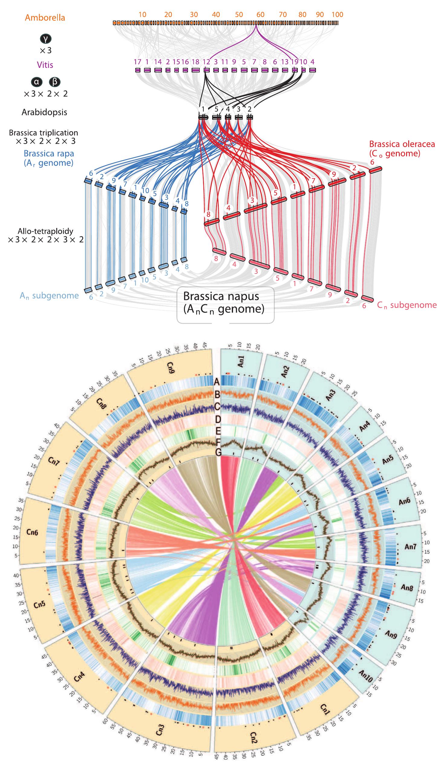 Triplicated Figure 1 - from Early allopolyploid evolution in the