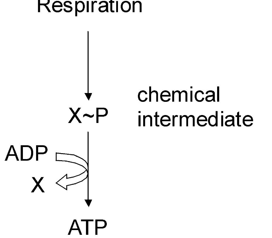 A schematic representation of the chemical mechanism