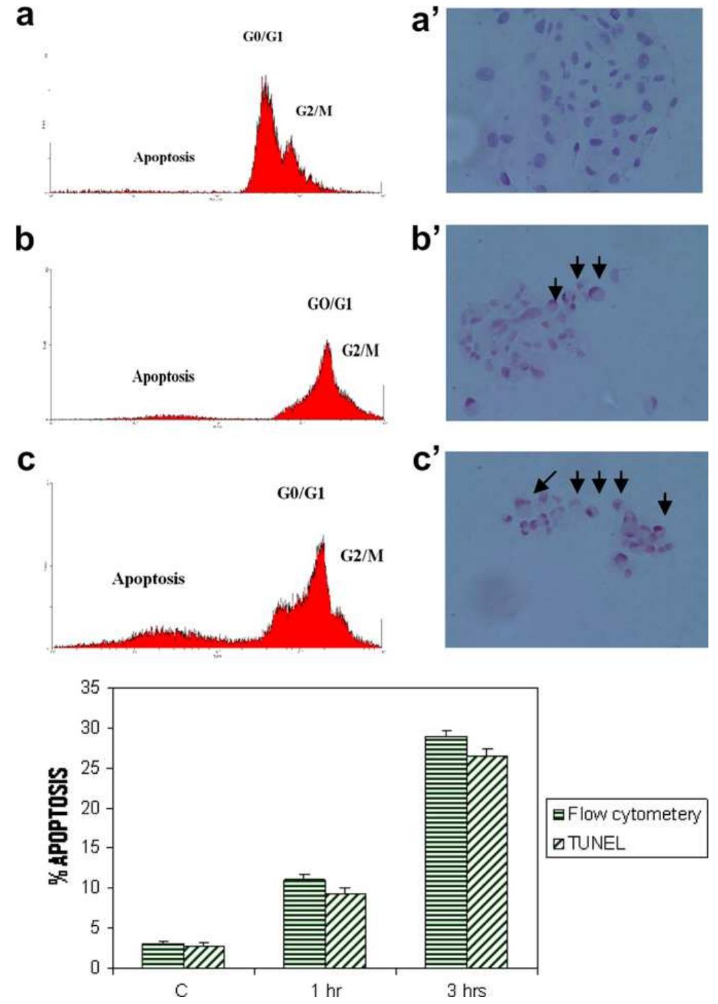 (PDF) Hydrogen peroxide induces apoptosis in HeLa cells through ...