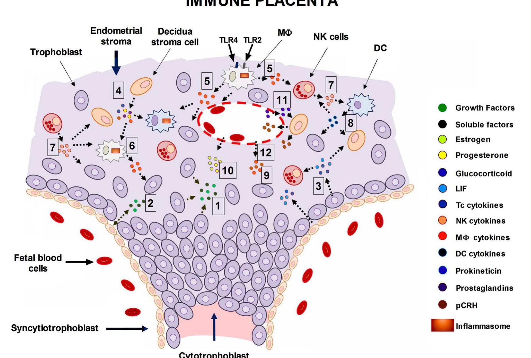 Figure 1 - from The Immune System and the Role of