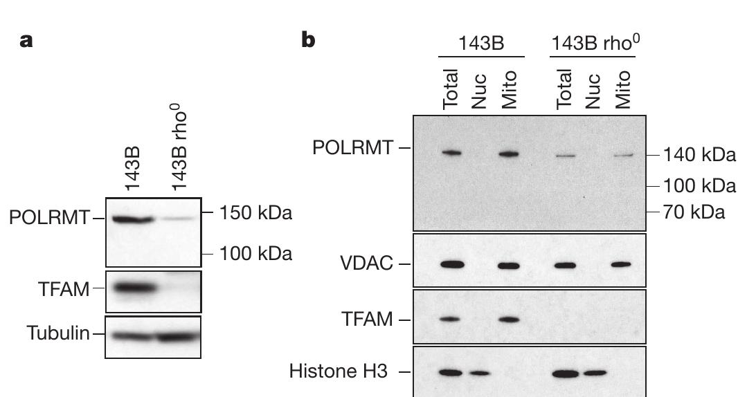 Nuke Rho Appendix figure 3 | absence of the sprnap-iv protein isoform