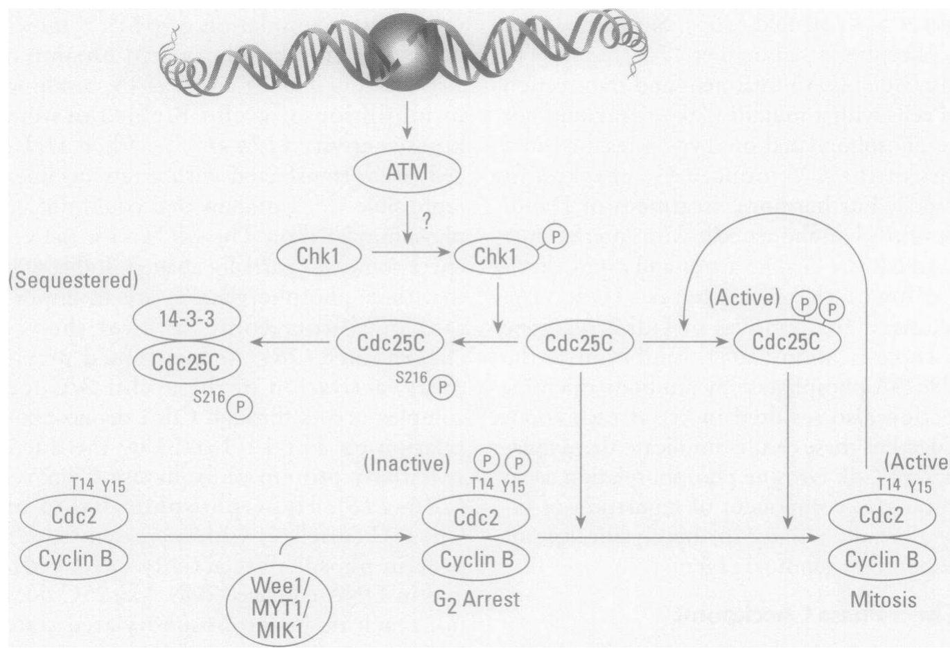 A schematic representation of the known or suggested