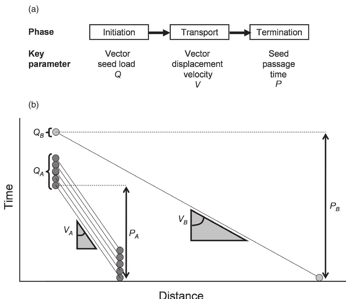 Mechanistic Model Example 4 examples for the three general phases of passive dispersal