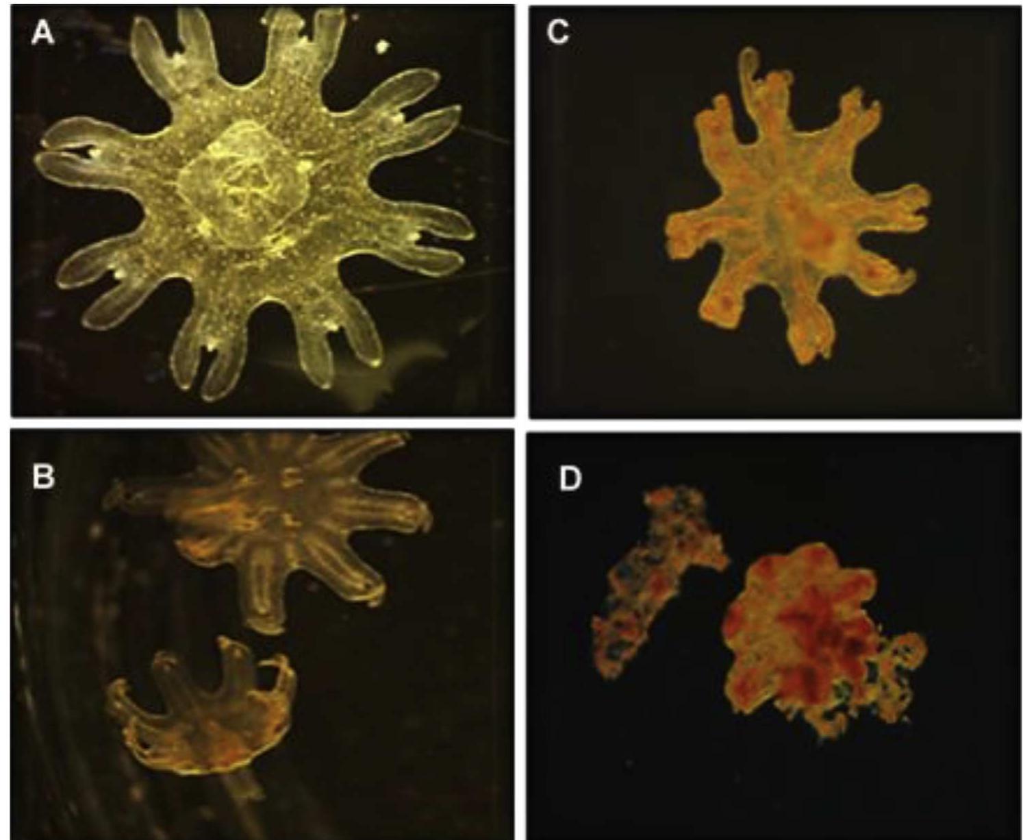 (PDF) The use of ephyrae of a scyphozoan jellyfish, Aurelia aurita, in ...