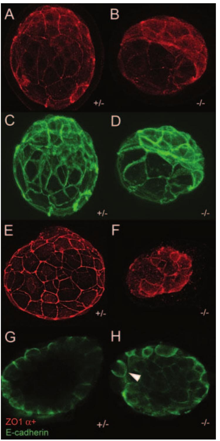 Cdx2 is expressed in cells of the te lineage. (a) dic image