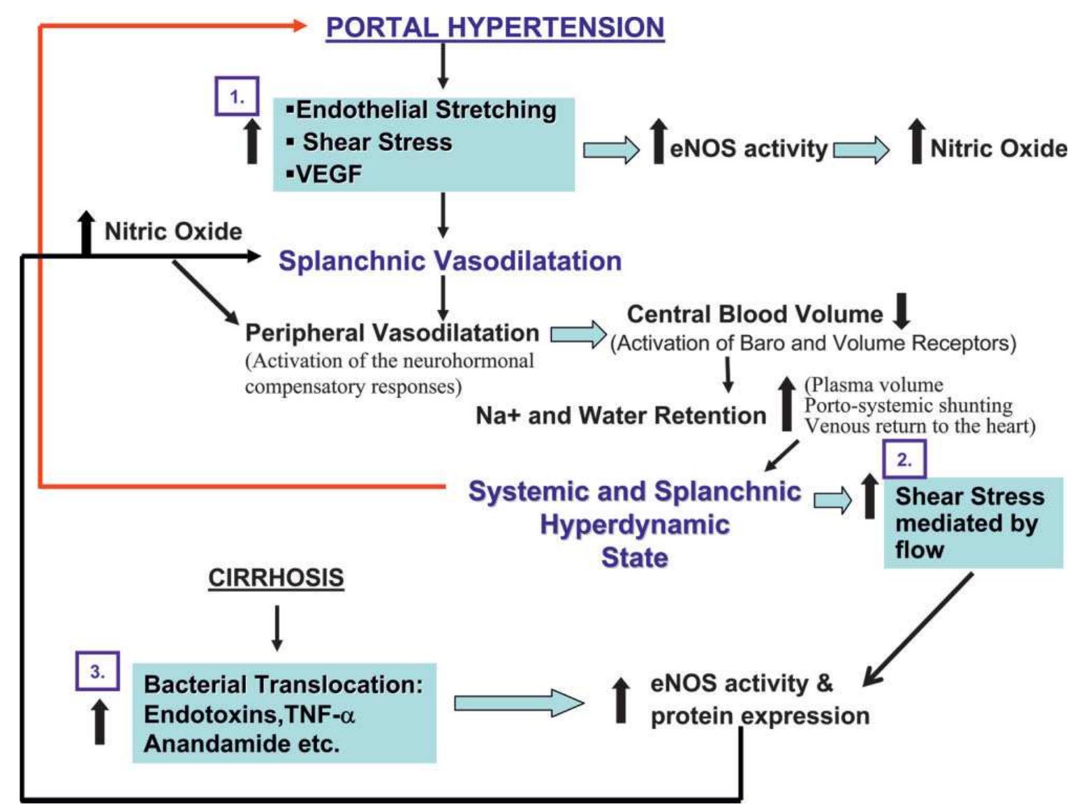 (PDF) The hyperdynamic circulation of chronic liver diseases: from the ...