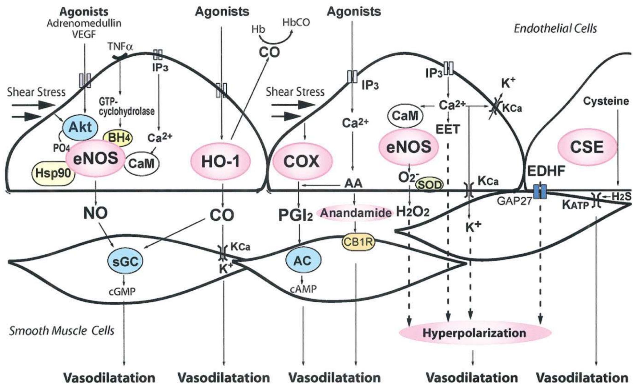 (PDF) The hyperdynamic circulation of chronic liver diseases: from the ...