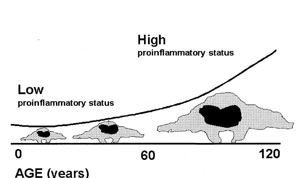 (PDF) Inflamm‐aging: An Evolutionary Perspective on Immunosenescence